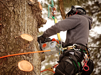 Brothers Tree Care LLC.